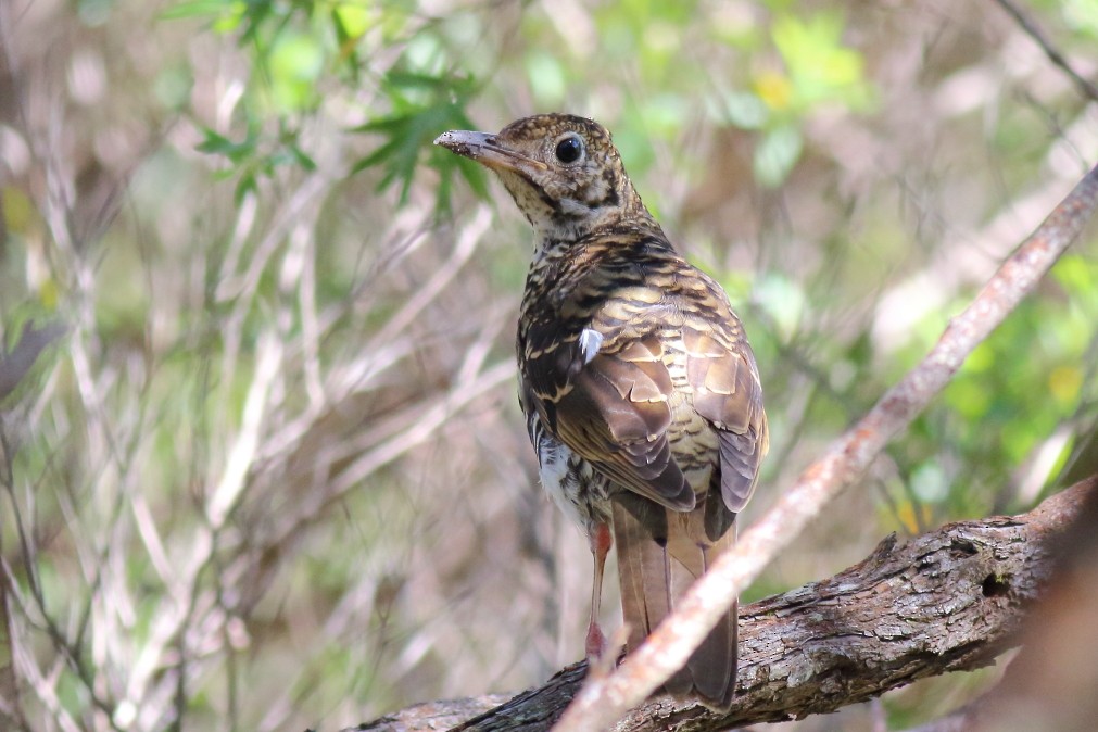 Bassian Thrush - ML620736388