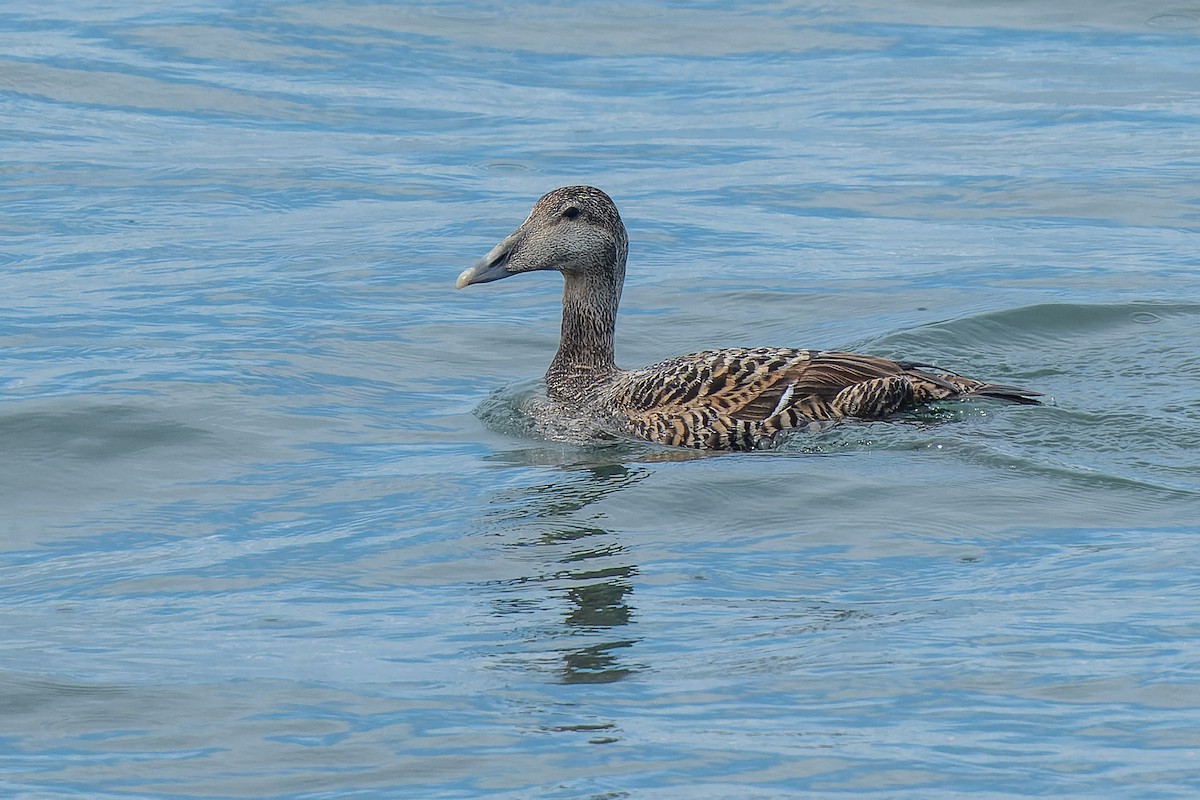 Common Eider - ML620736395