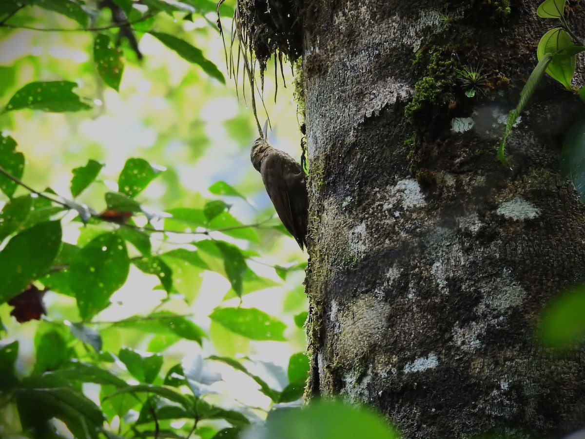 Spotted Woodcreeper - ML620736399