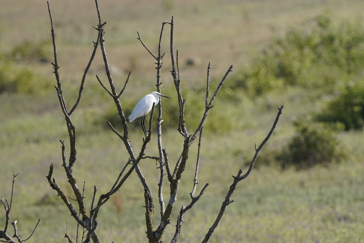 Little Egret - ML620736400