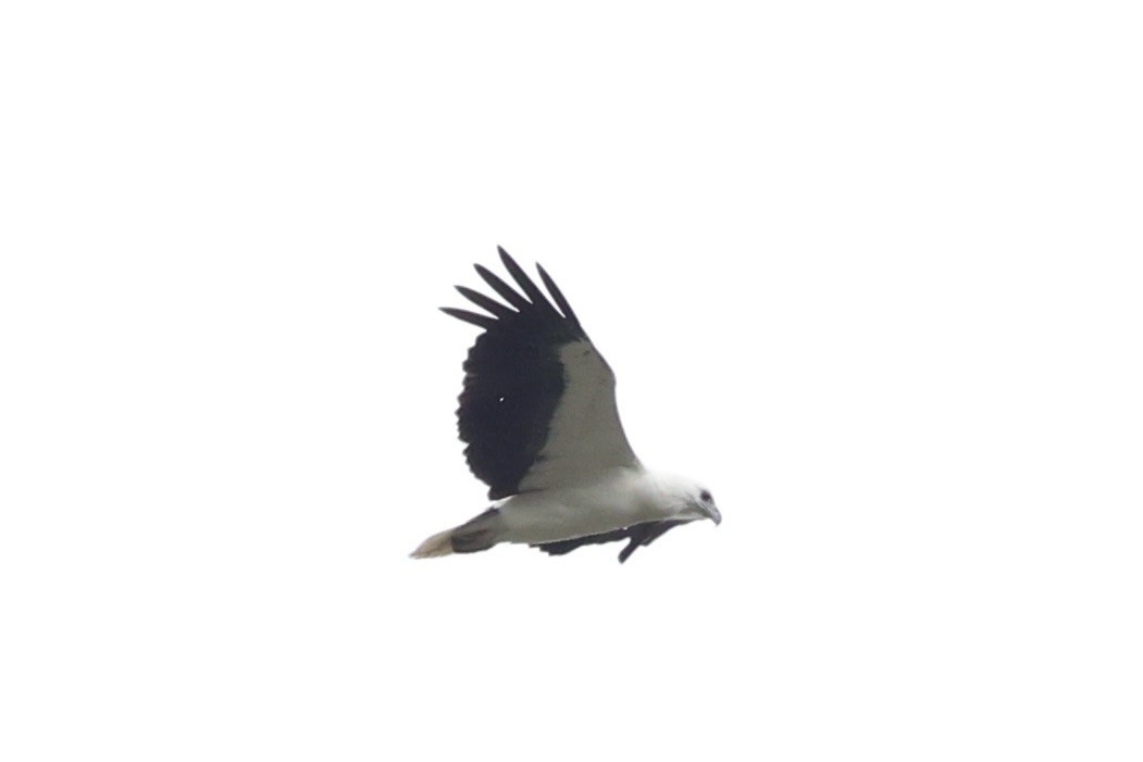 White-bellied Sea-Eagle - ML620736402