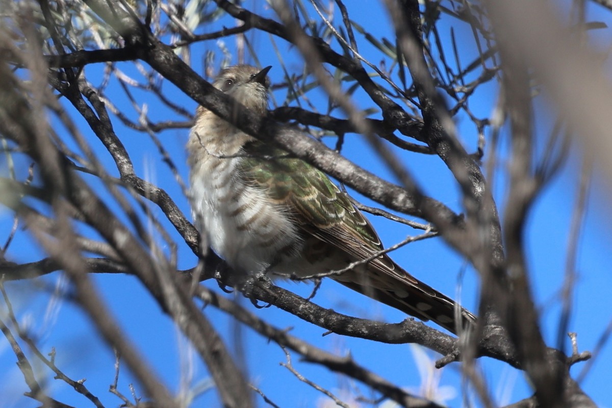 Horsfield's Bronze-Cuckoo - ML620736404