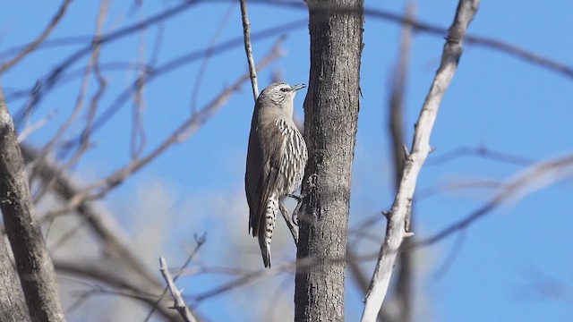 White-browed Treecreeper - ML620736405