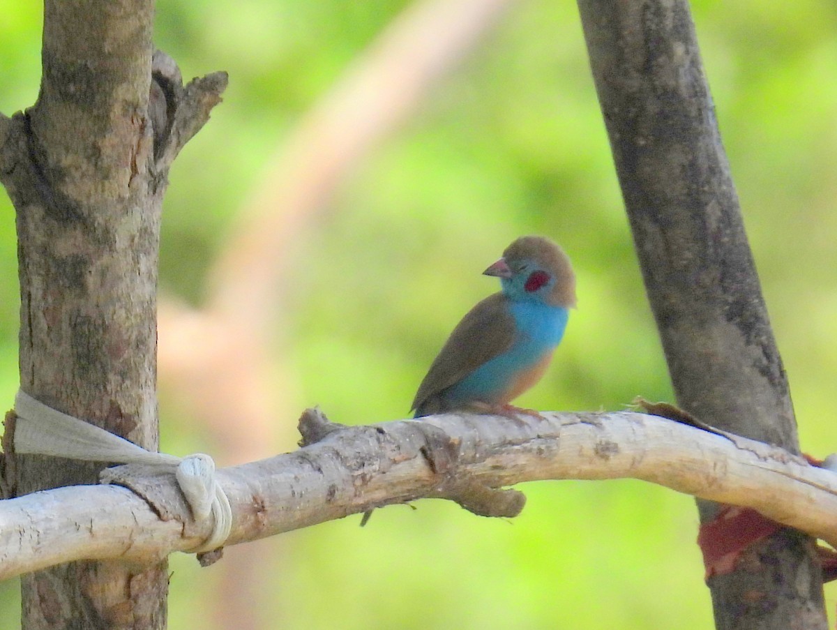 Red-cheeked Cordonbleu - bob butler