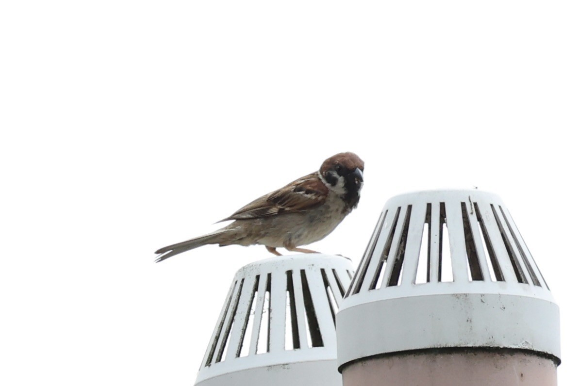 Eurasian Tree Sparrow - ML620736408