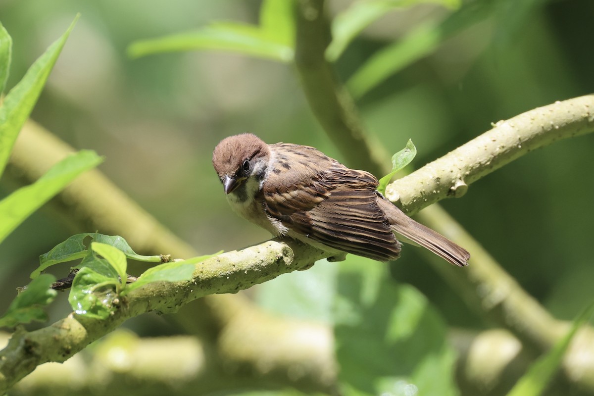 Eurasian Tree Sparrow - ML620736409