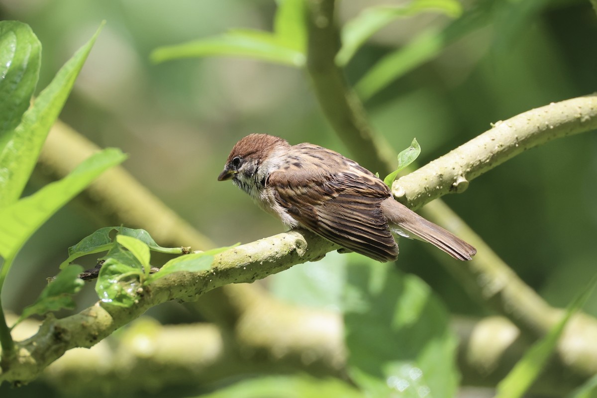Eurasian Tree Sparrow - ML620736410
