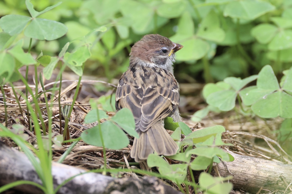 Eurasian Tree Sparrow - ML620736411