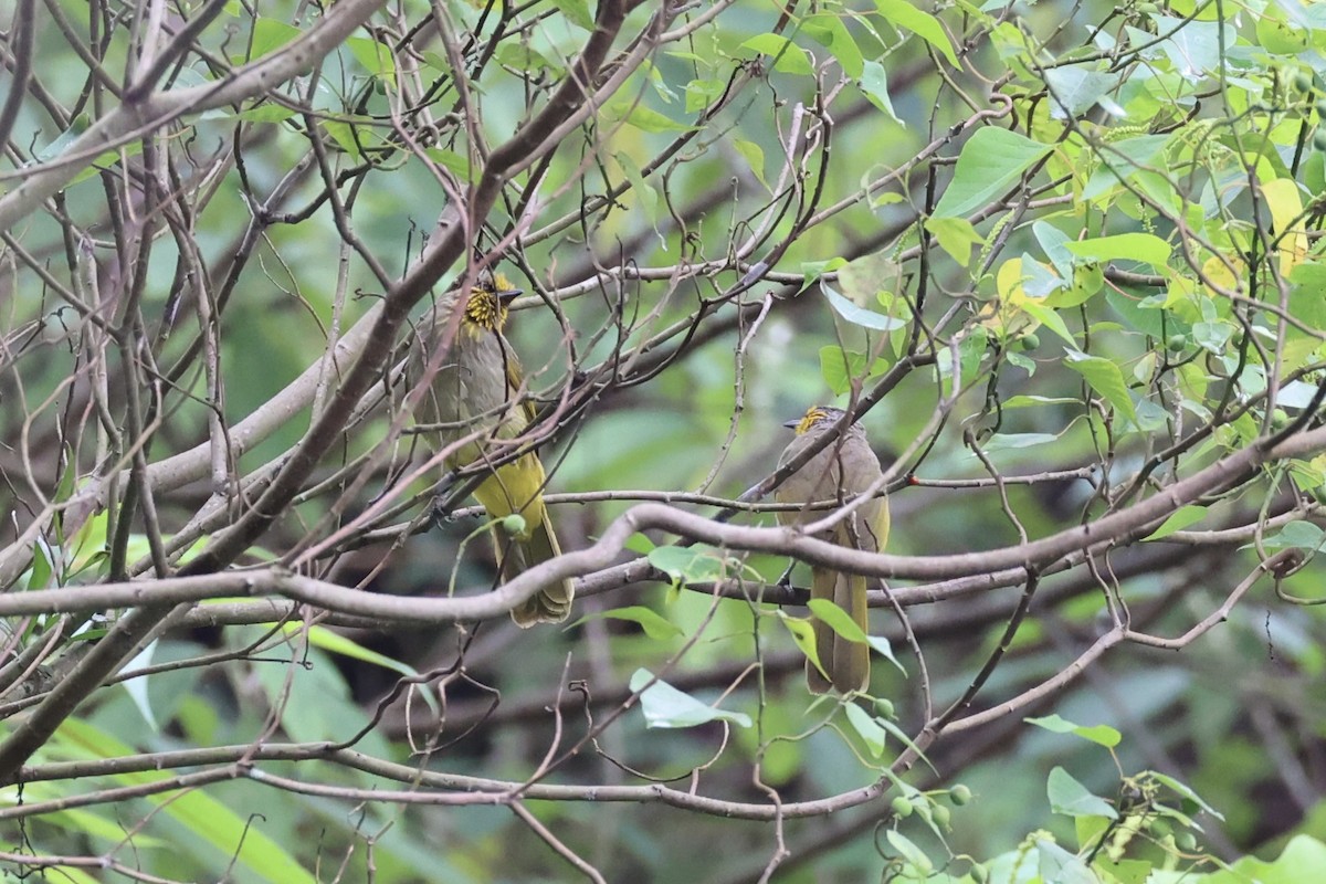 Stripe-throated Bulbul - ML620736414