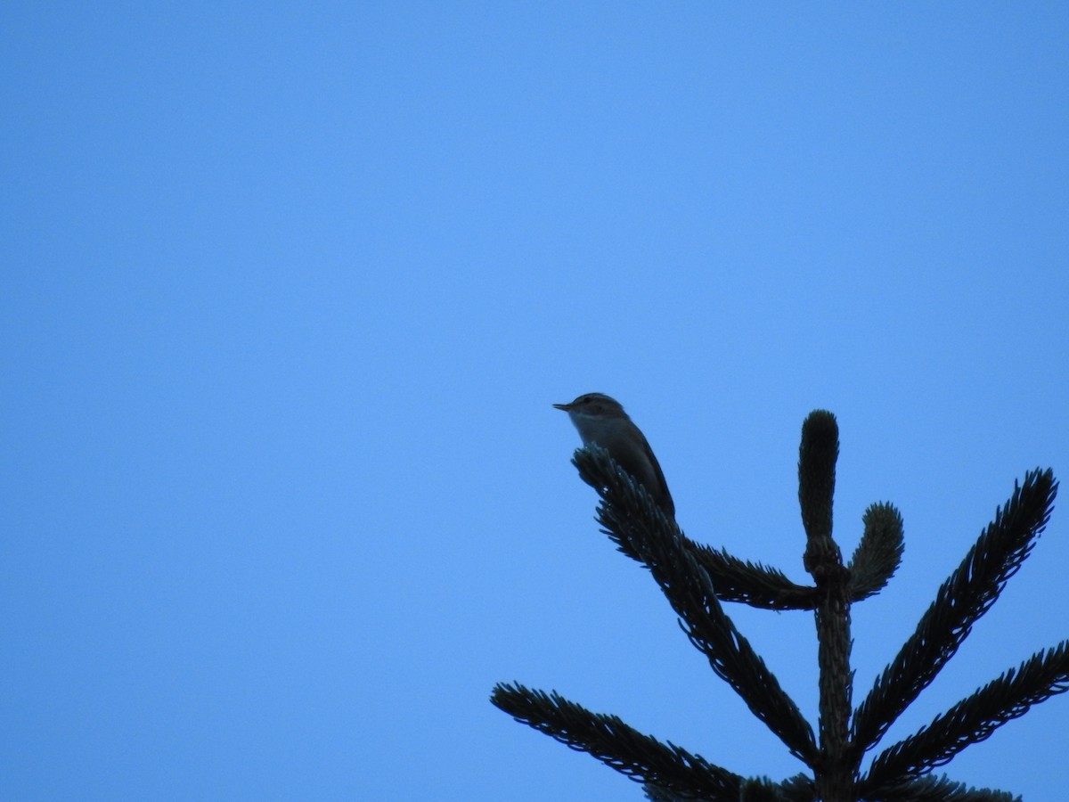 Greenish Warbler - Matouš Vlček