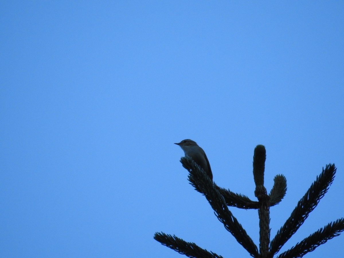 Ногоовор дууч шувуу - ML620736416