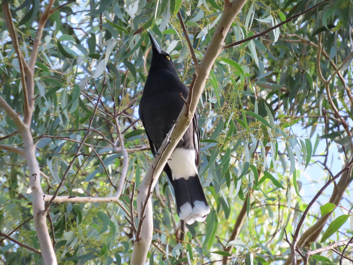 Pied Currawong - ML620736420