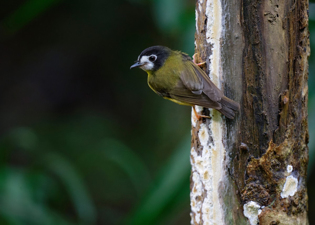 White-faced Robin - ML620736421