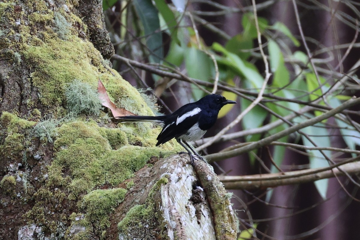 Oriental Magpie-Robin - ML620736423