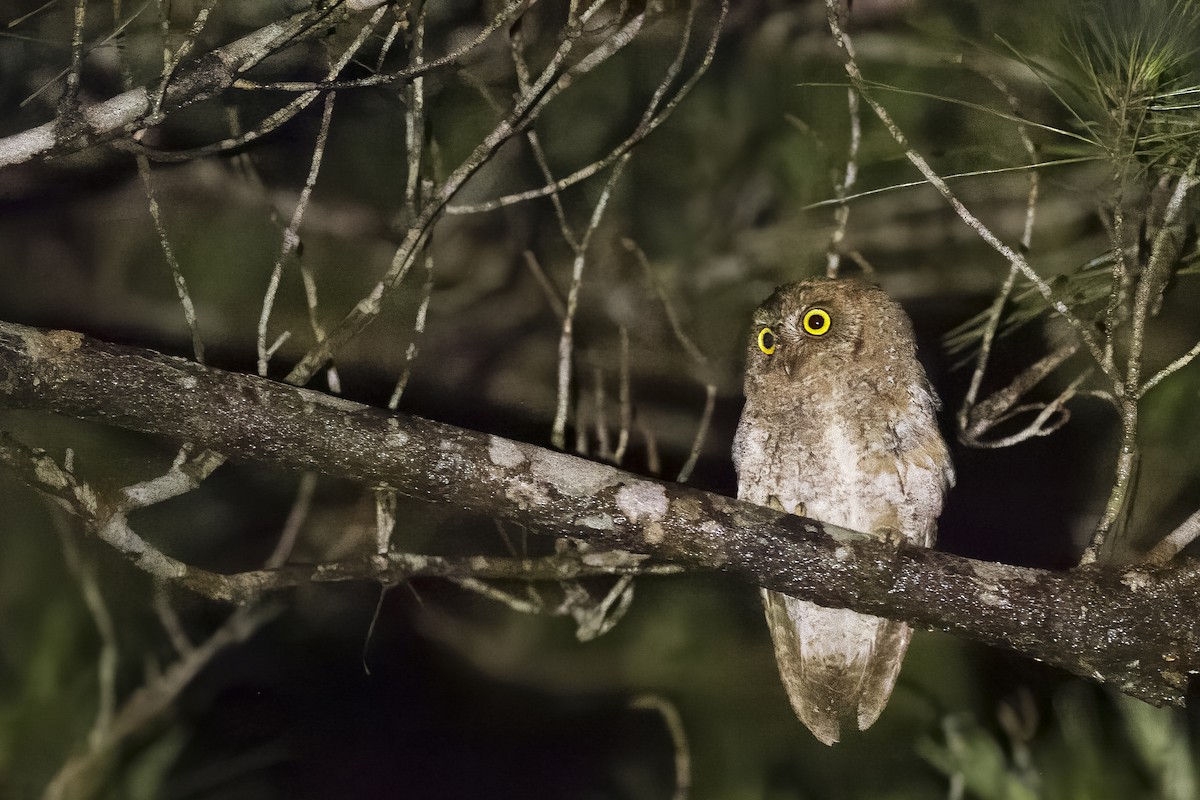 Ryukyu Scops-Owl - ML620736424