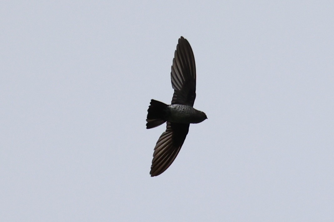 Plume-toed Swiftlet - ML620736426