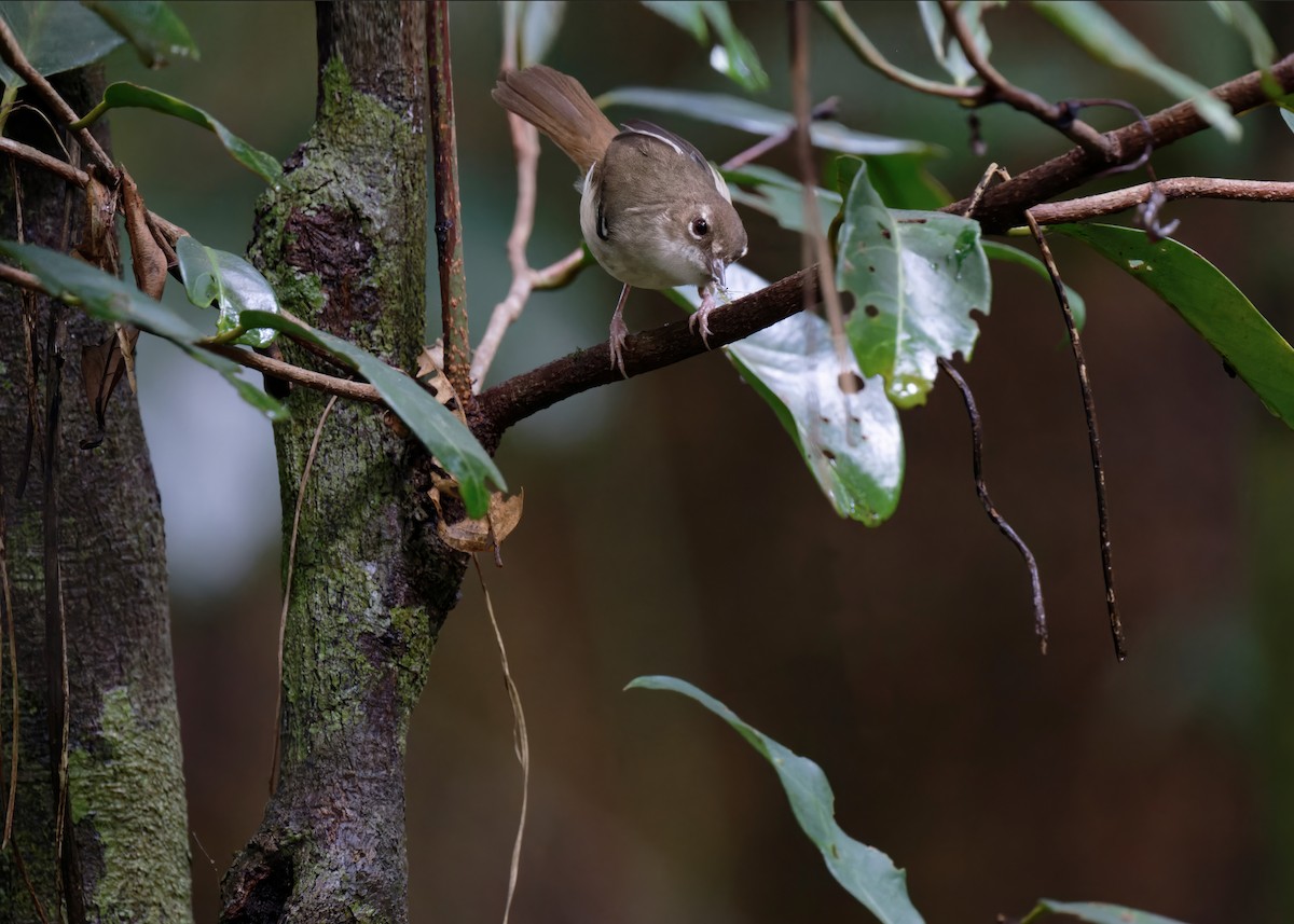 Tropical Scrubwren - ML620736427