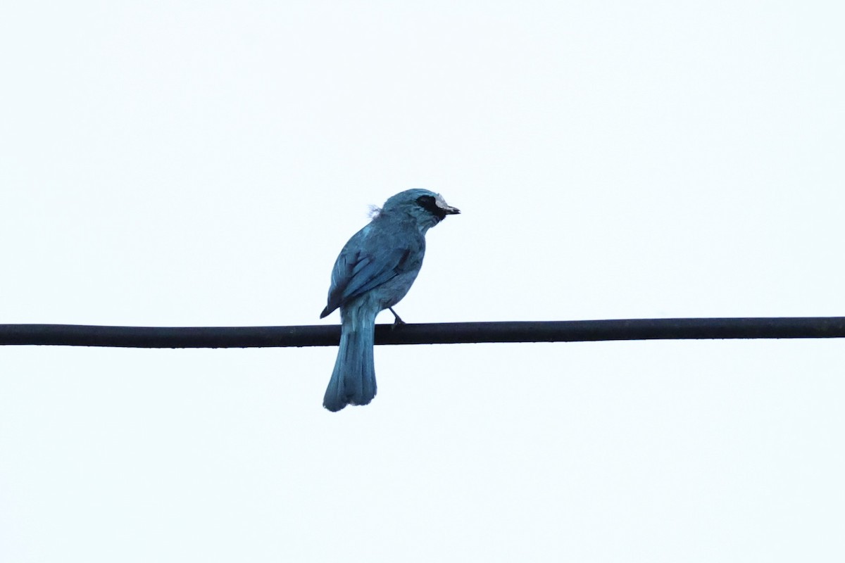 Verditer Flycatcher - ML620736430