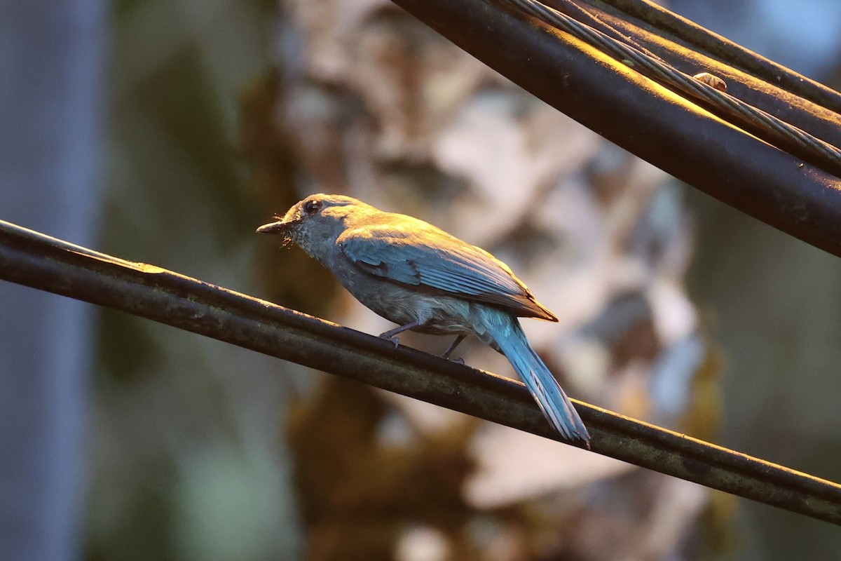 Verditer Flycatcher - ML620736432