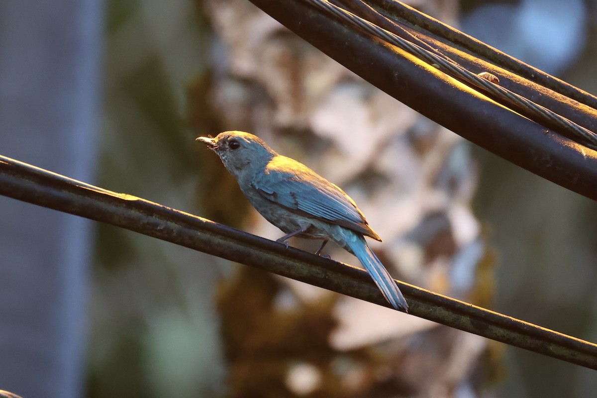 Verditer Flycatcher - ML620736433