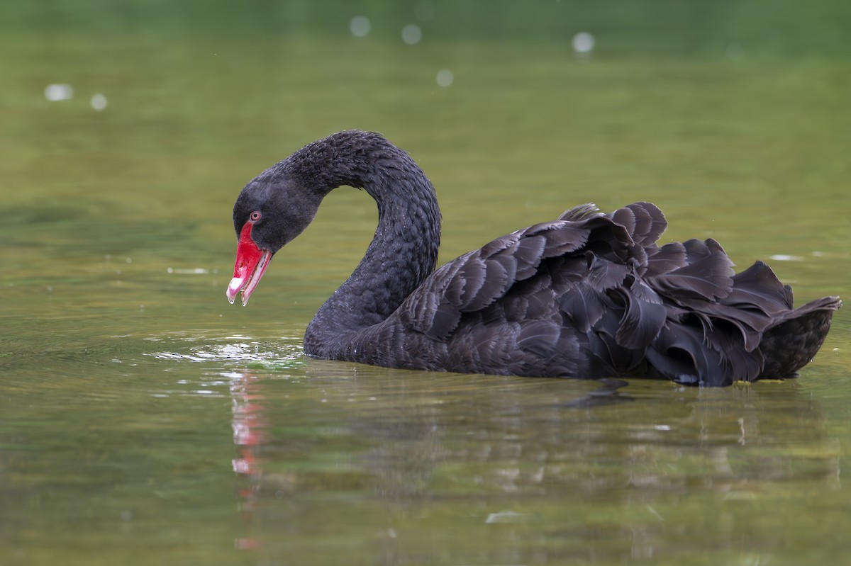 Cisne Negro - ML620736434