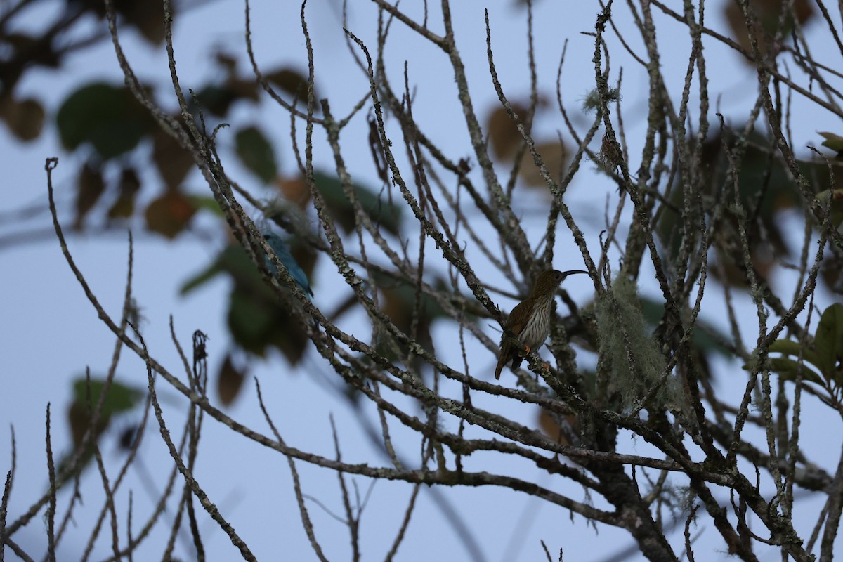 Streaked Spiderhunter - ML620736436