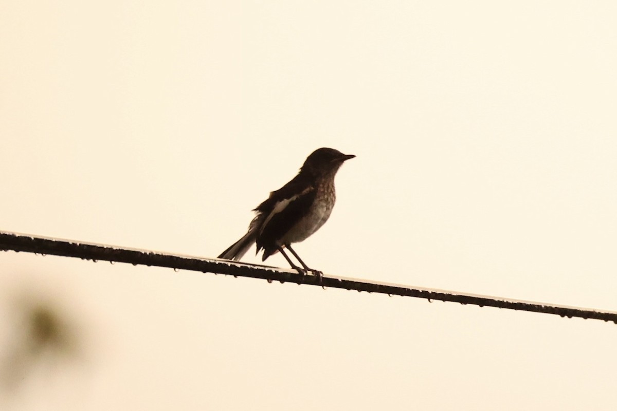 Oriental Magpie-Robin - ML620736437