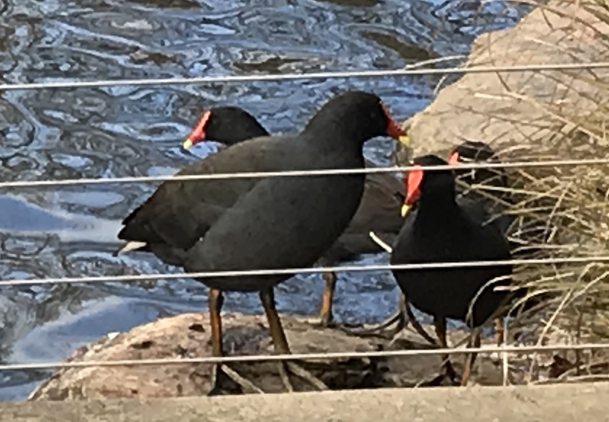 Dusky Moorhen - ML620736438