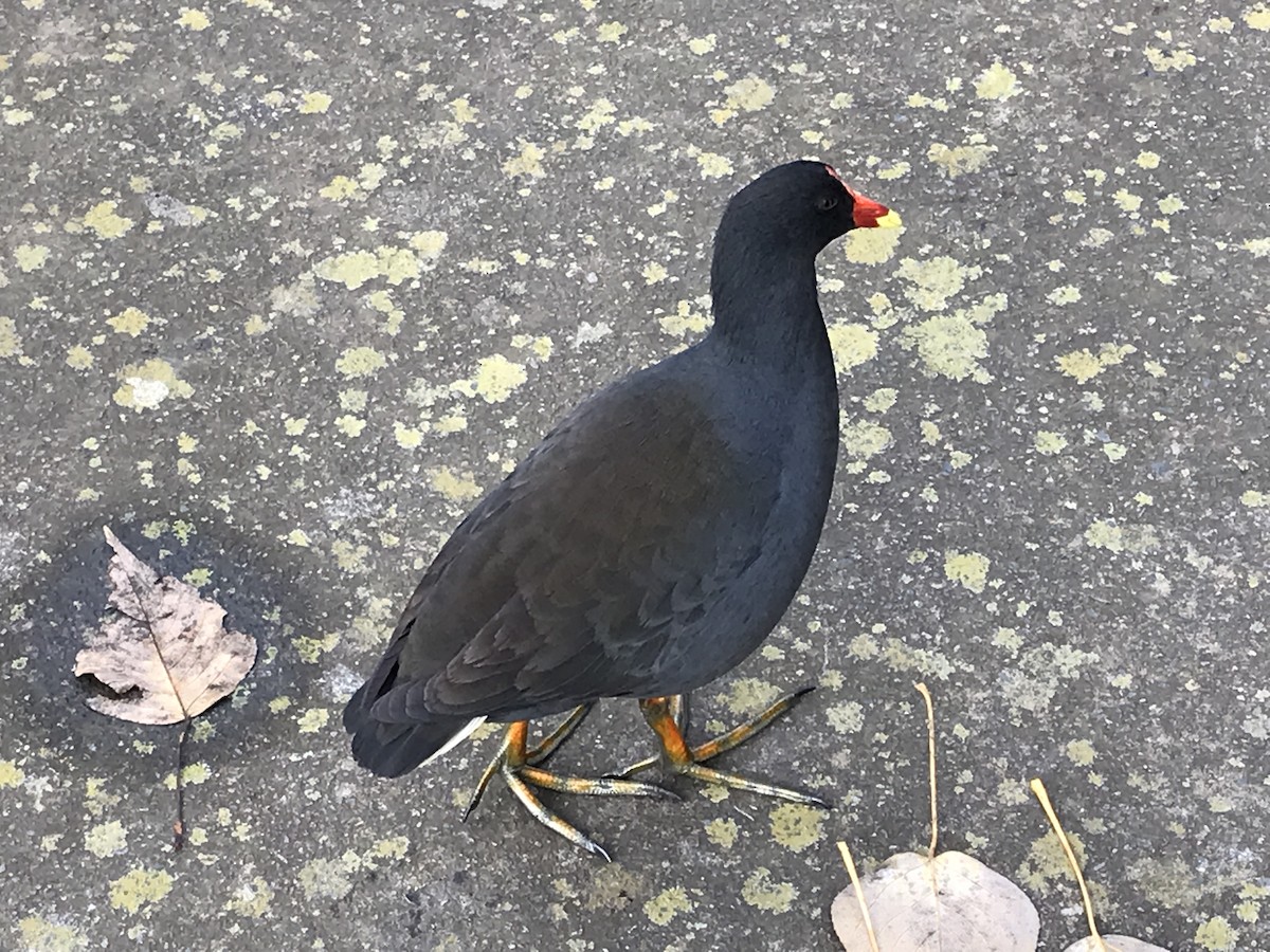 Dusky Moorhen - ML620736439