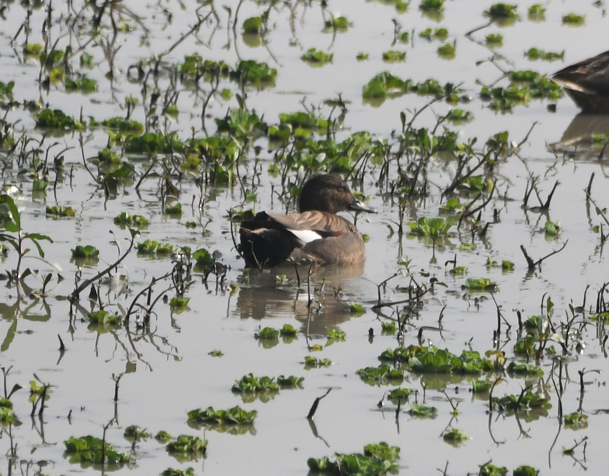 Gadwall - ML620736440