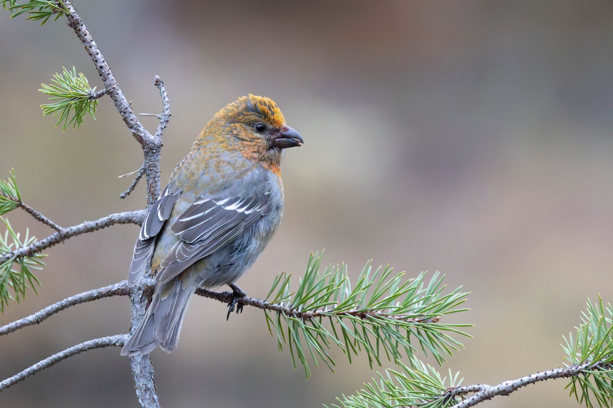 Pine Grosbeak - ML620736444