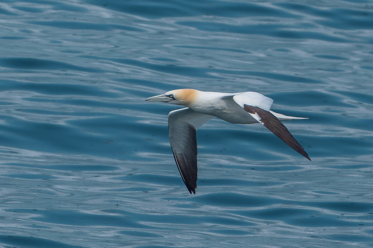 Northern Gannet - ML620736445