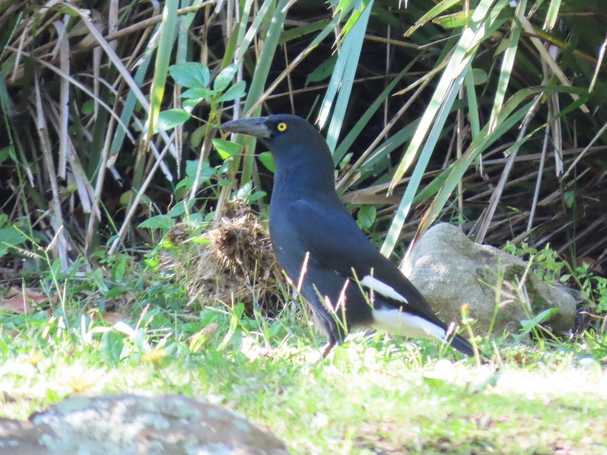 Pied Currawong - ML620736447