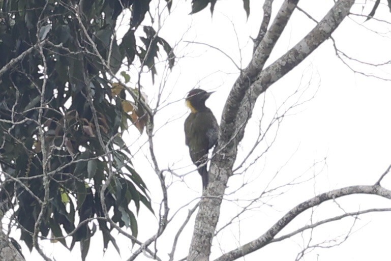 Lesser Yellownape - Andrew William