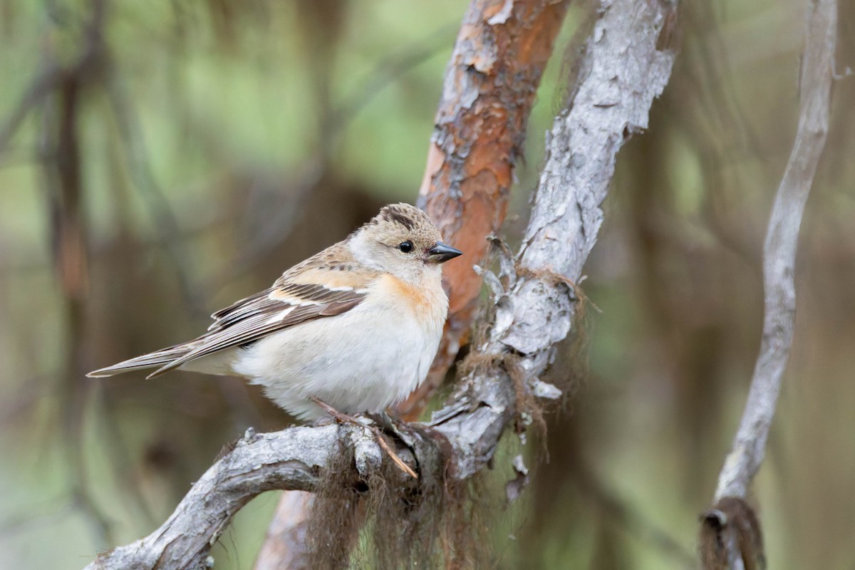 Brambling - Angel BAS-PEREZ