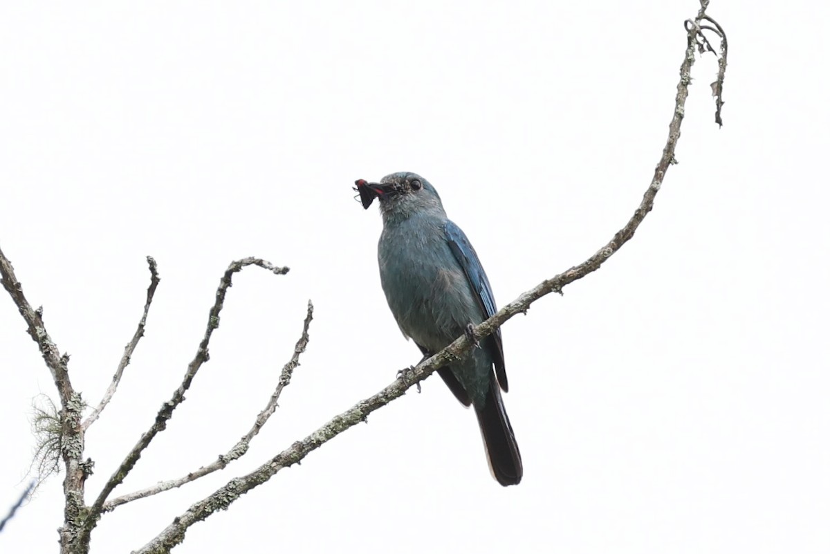 Verditer Flycatcher - ML620736452