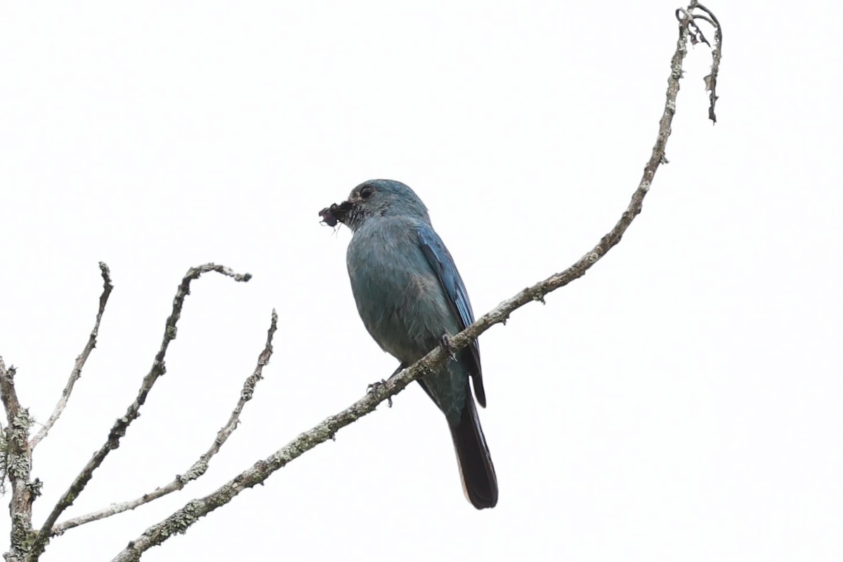 Verditer Flycatcher - ML620736453