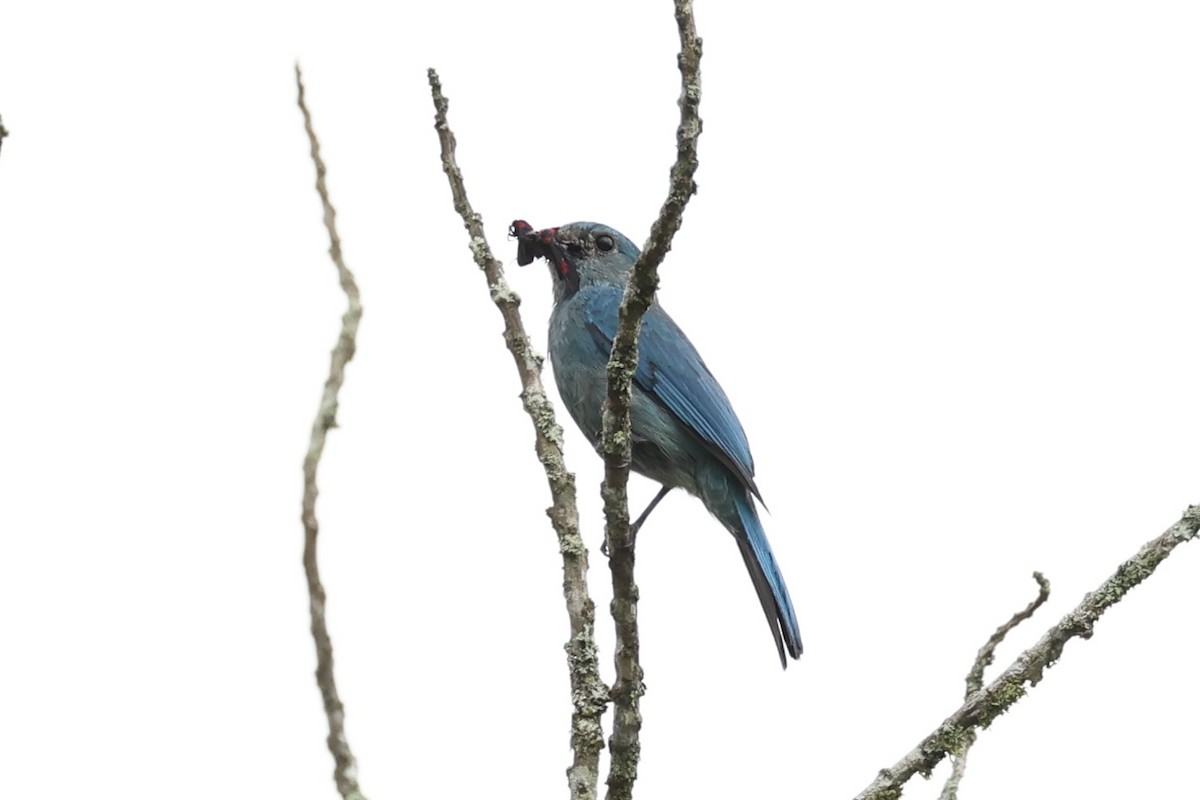 Verditer Flycatcher - ML620736454