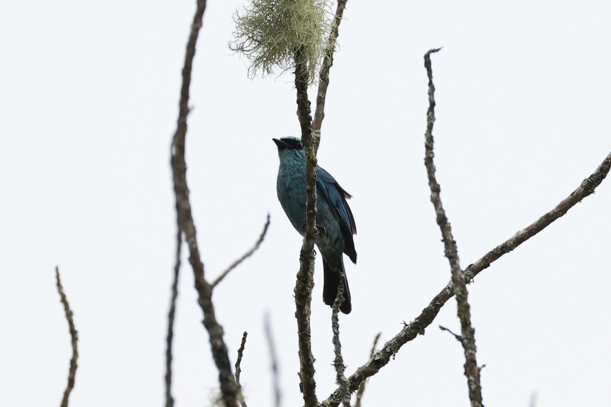 Verditer Flycatcher - ML620736455