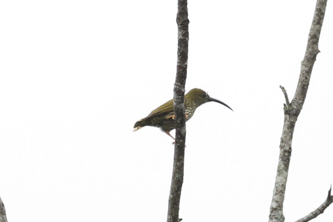 Streaked Spiderhunter - ML620736456