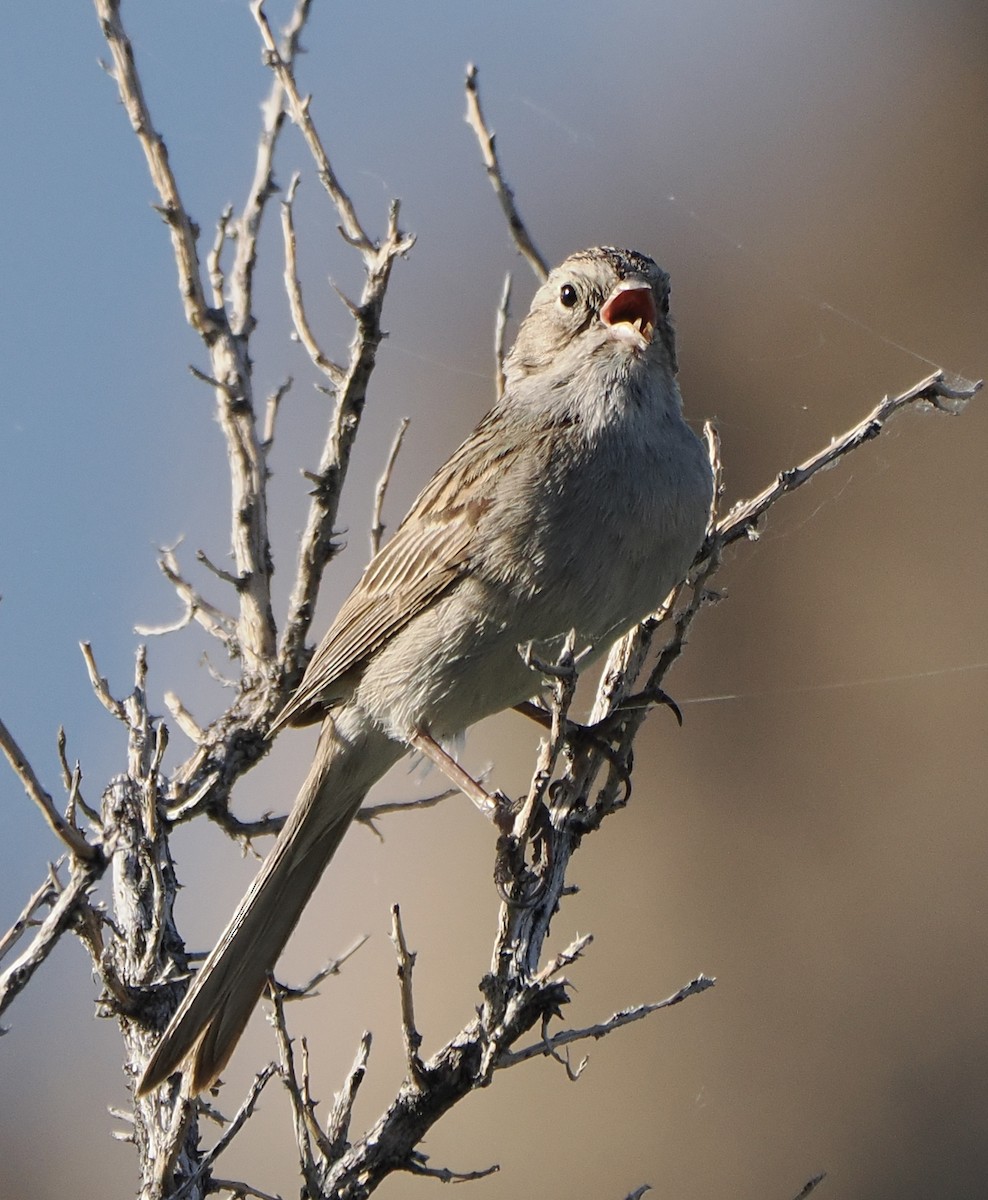 Brewer's Sparrow - ML620736458