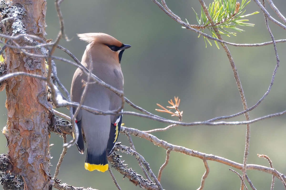 Bohemian Waxwing - ML620736461