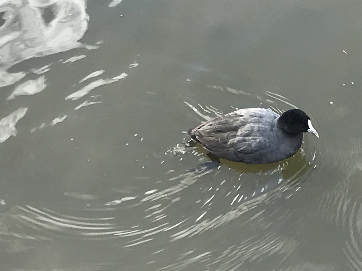 Eurasian Coot - ML620736466