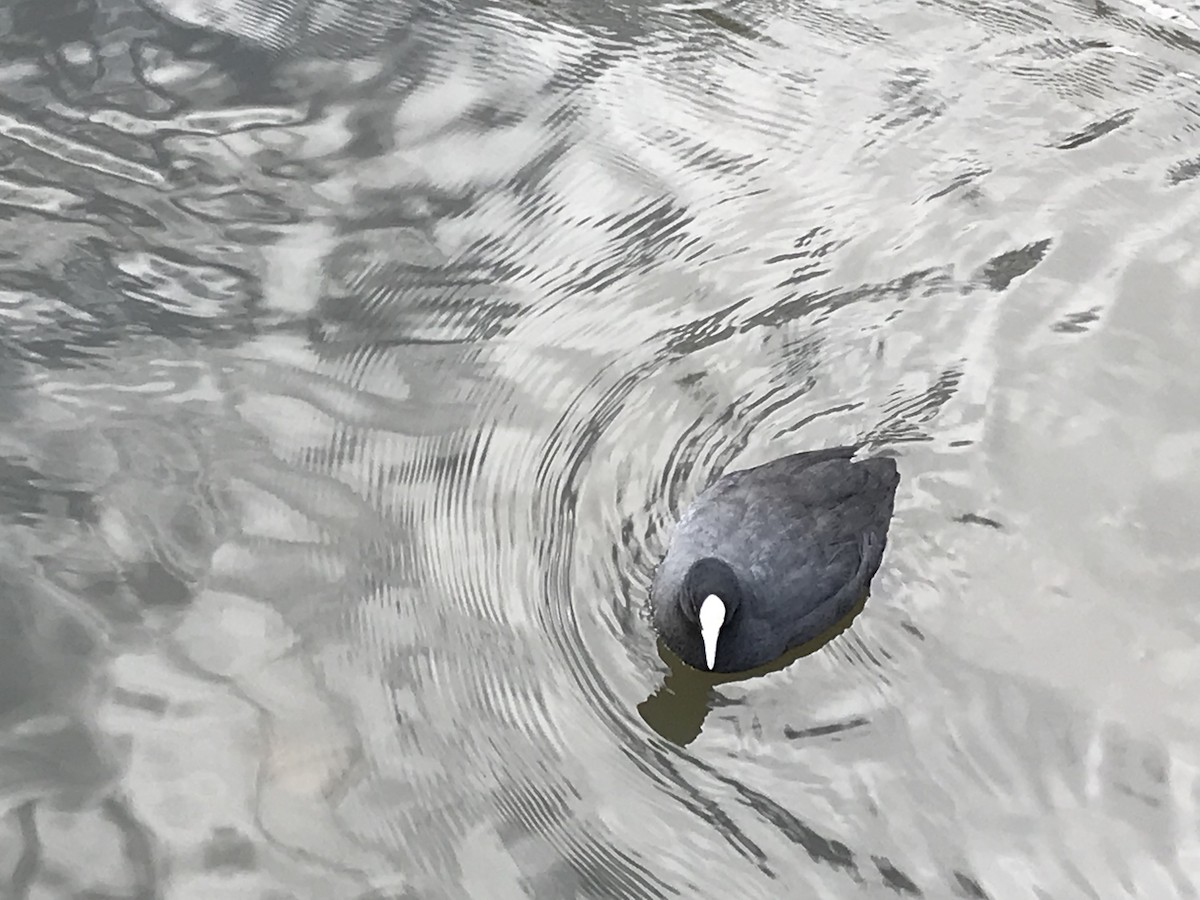 Eurasian Coot - ML620736467