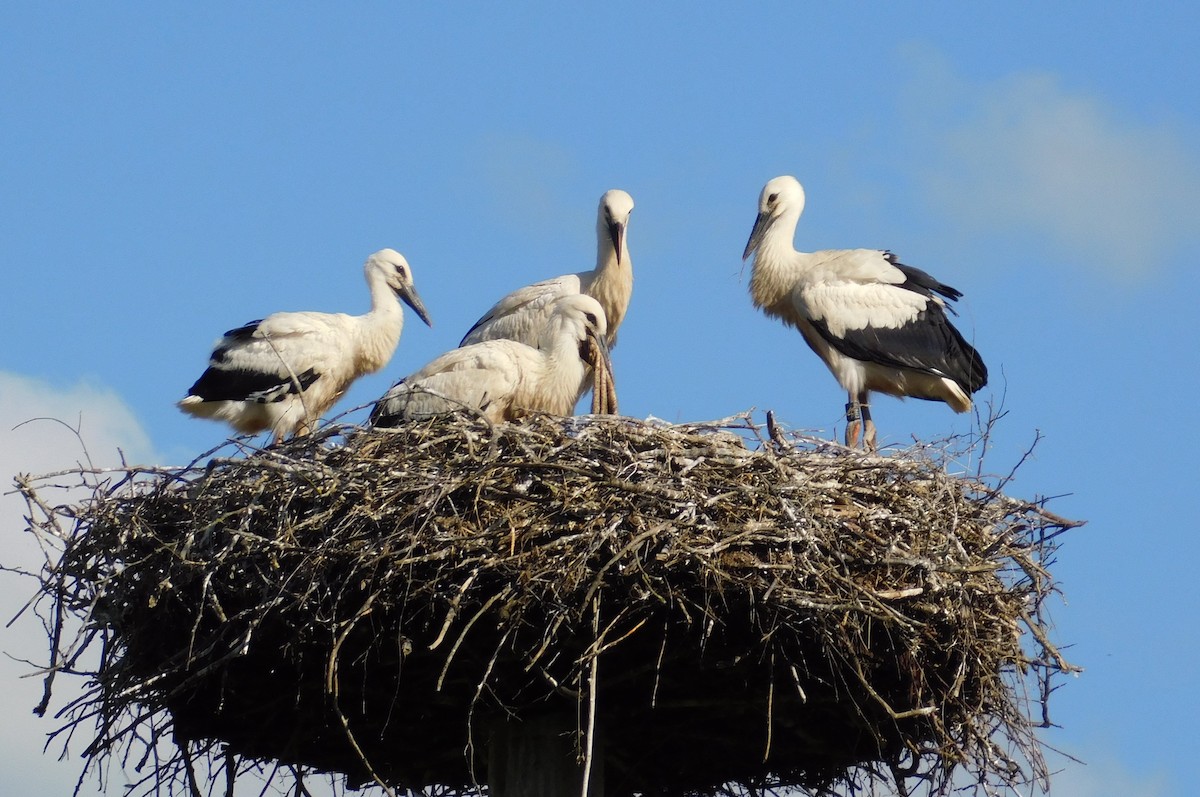 White Stork - ML620736468