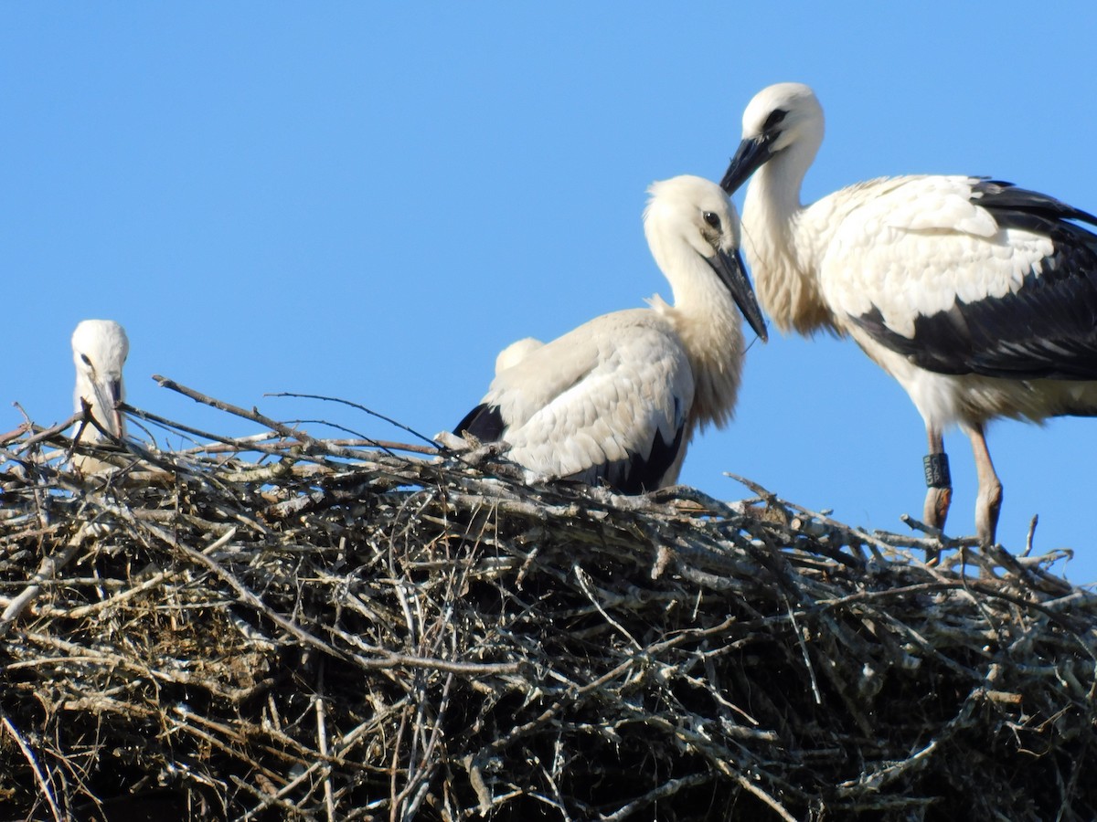 White Stork - ML620736469