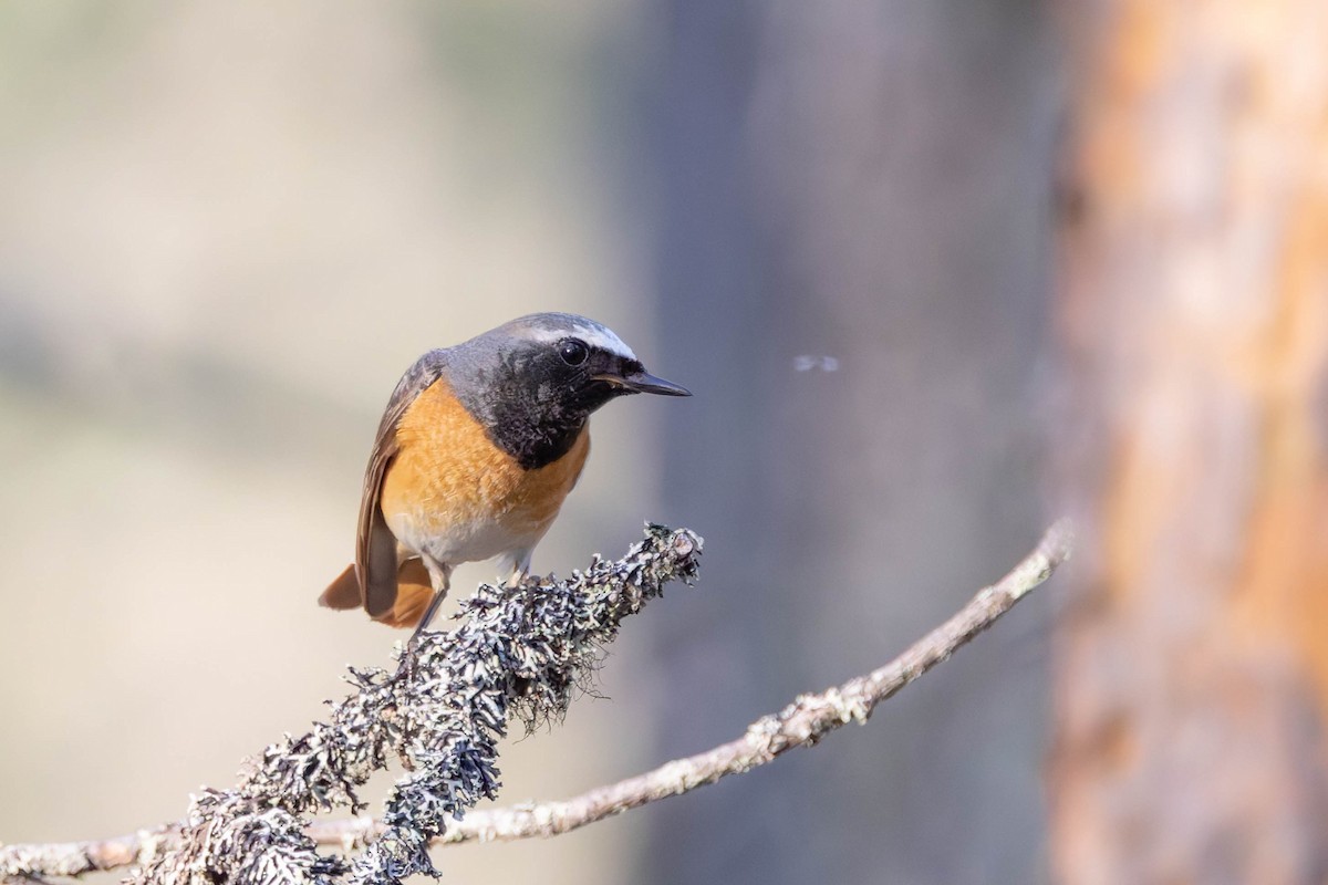 Common Redstart - ML620736472