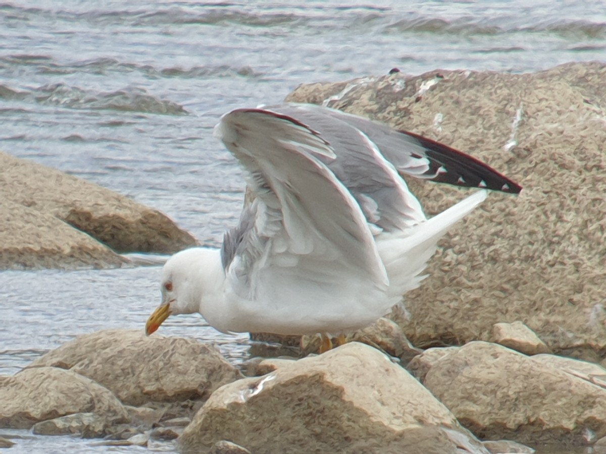 Yellow-legged Gull - ML620736473