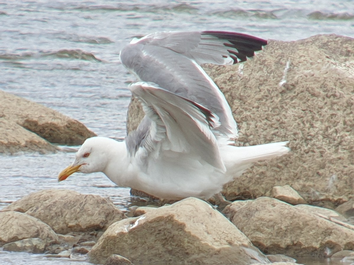 Yellow-legged Gull - ML620736475