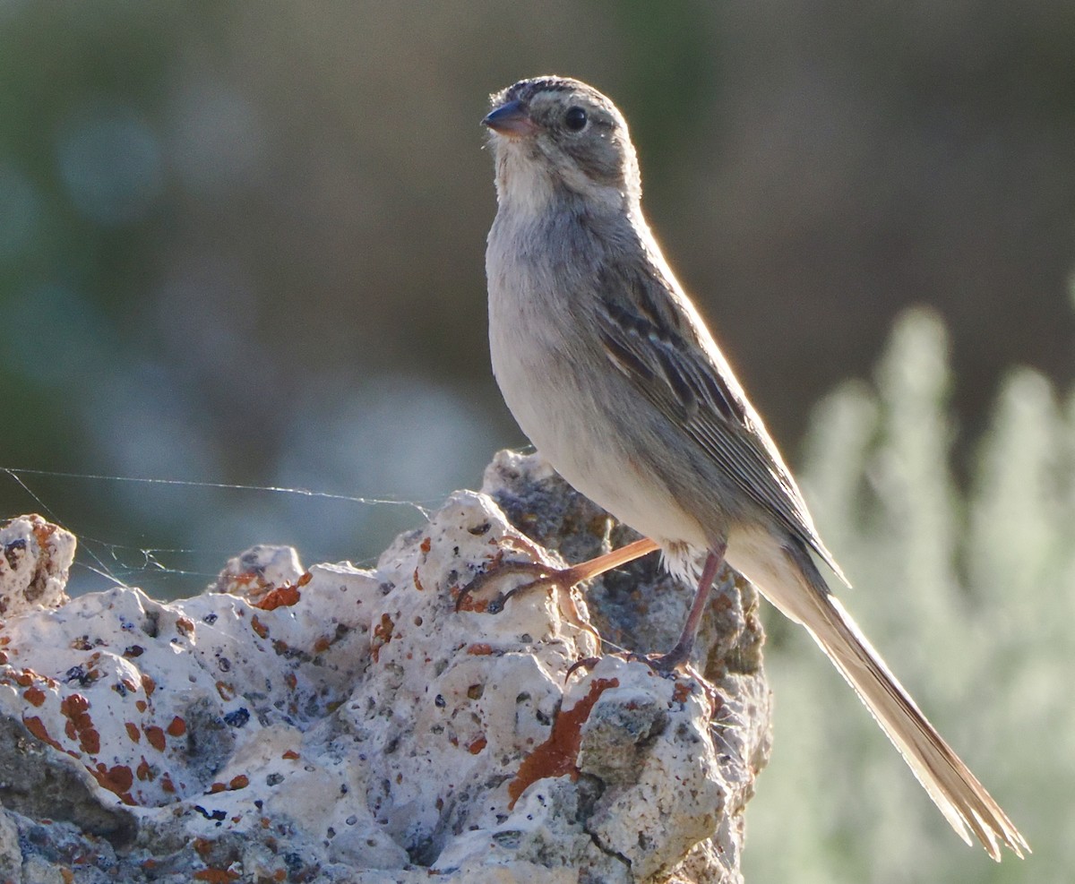 Brewer's Sparrow - ML620736477